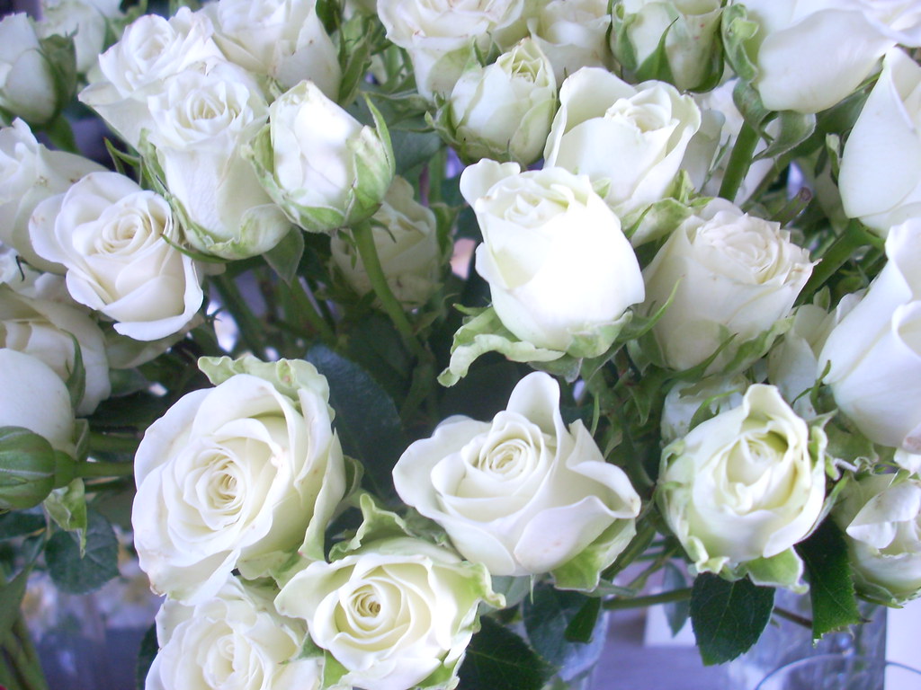 Roses MOSS Floral Design Flickr