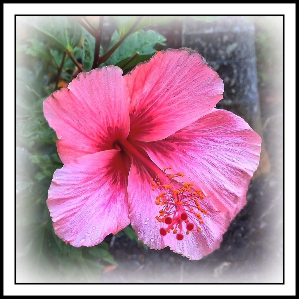 Hibiscus flower Always a romantic favorite Hibiscus flow… Flickr