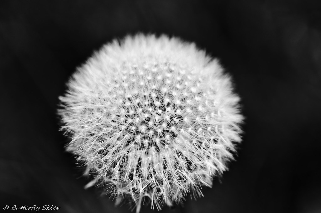Dandelion B&W DecemberSky Flickr