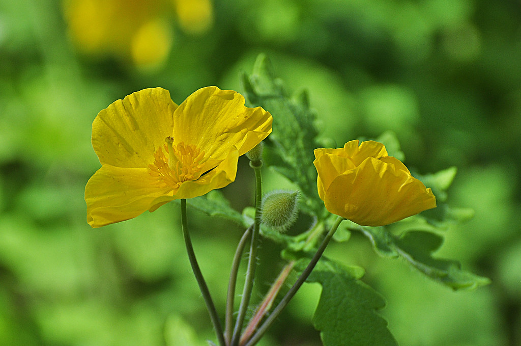 Wood Poppy This is Michigan's only native poppy. After pet… Flickr