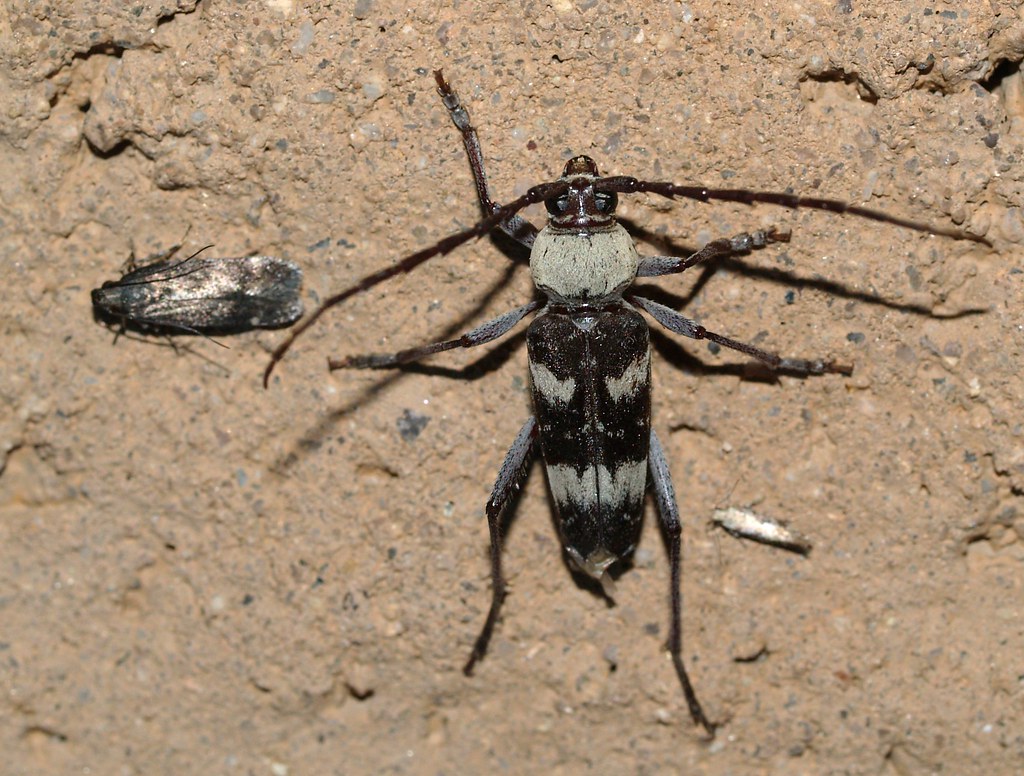 Megacyllene antennata, Mesquite borer Picture Rocks, Sonor… Flickr