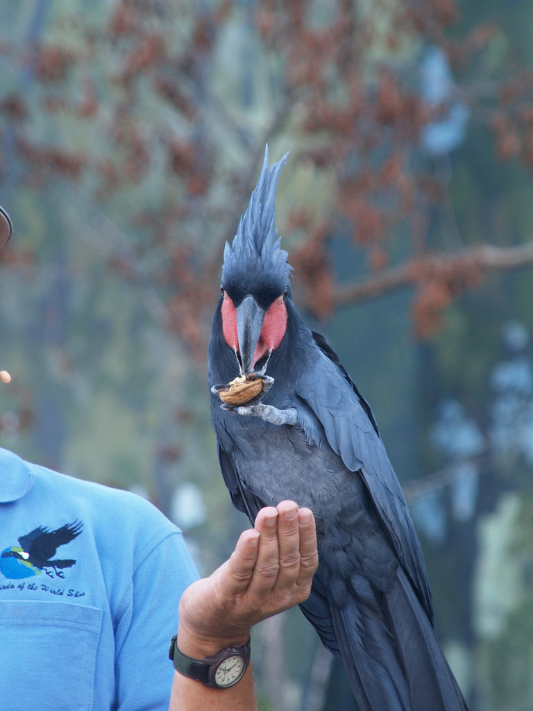 Dallas Texas BIRDS OF THE WORLD at the State Fair of Texas… Flickr