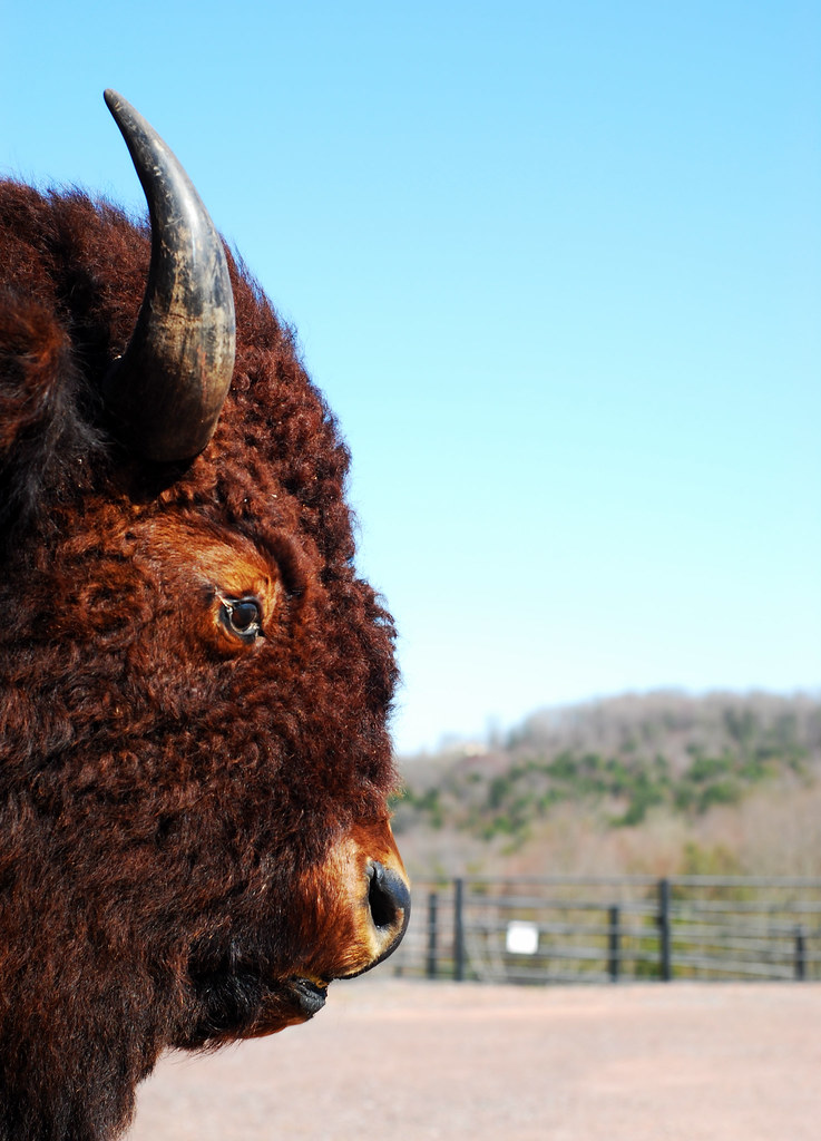 Where the buffalo roam Hamlin, Pennsylvania, April 2012 Flickr