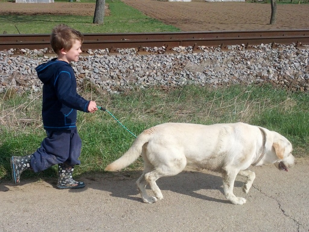 Lucky takes Jake for a walk Lucky the dog drags Jake for a… Flickr