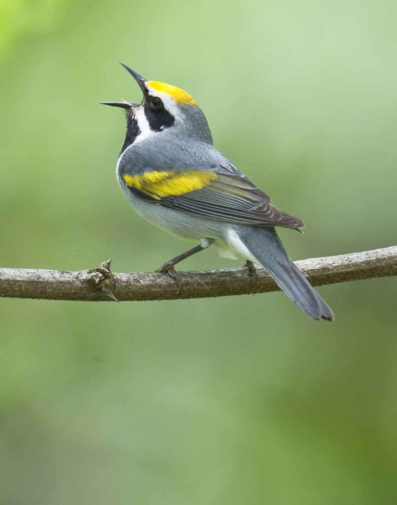 Goldenwinged Warbler Brawley Mountain , North Flickr