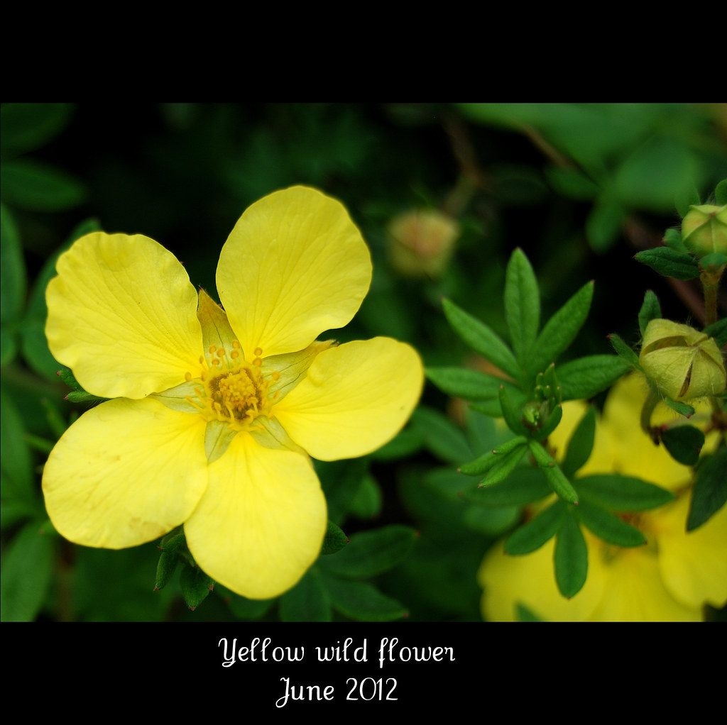 Yellow wild flower June 2012 I.T.P. Flickr