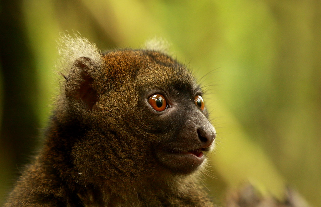 Greater Bamboo Lemur Greater Bamboo Lemur (Prolemur simus)… Flickr