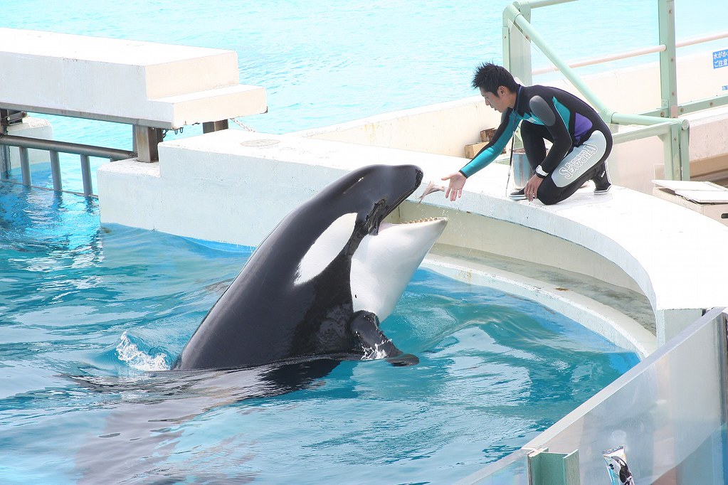 Orca show_2 A trainer feeds an orca which showed a perform… Flickr