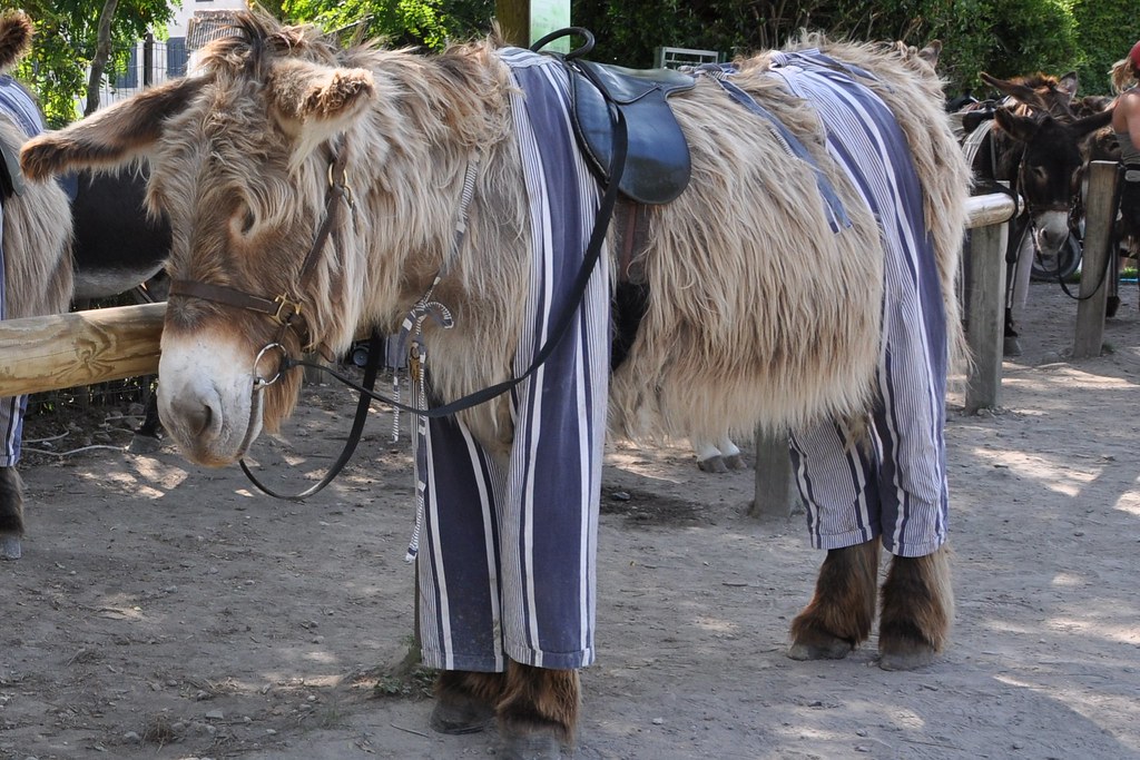 Donkey wears trousers At Ile de Ré, donkeys wear trousers.… Flickr