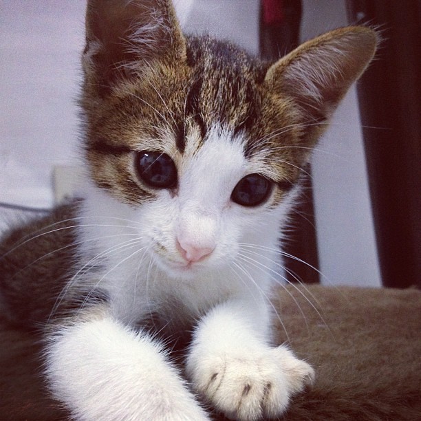 Cat Comel Kucing 81021+ Nama Untuk Kucing Comel, Lucu dan Unik