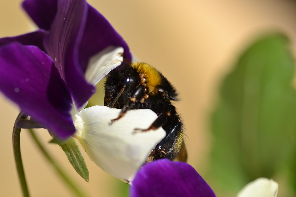 Bumblebee Still mostly practising and found out that it's… Flickr