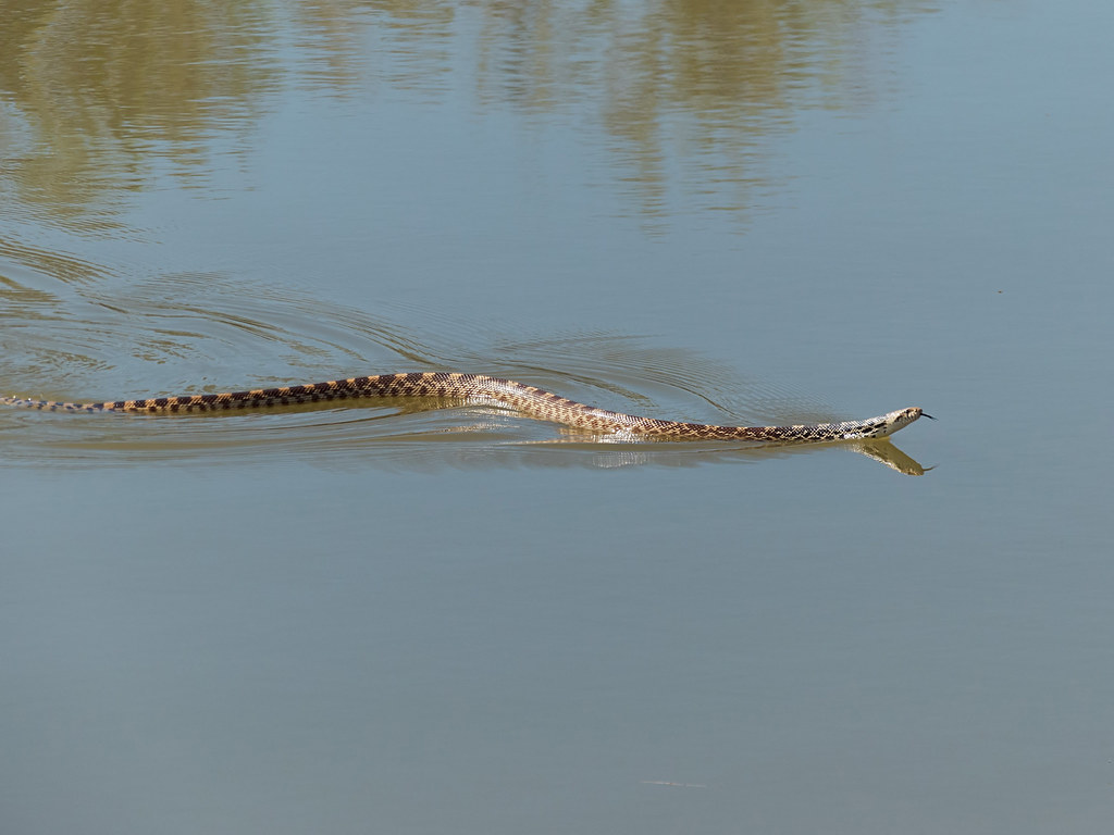 Bull Snake in Water at Metzger Farm Open Space in Colorado… Flickr