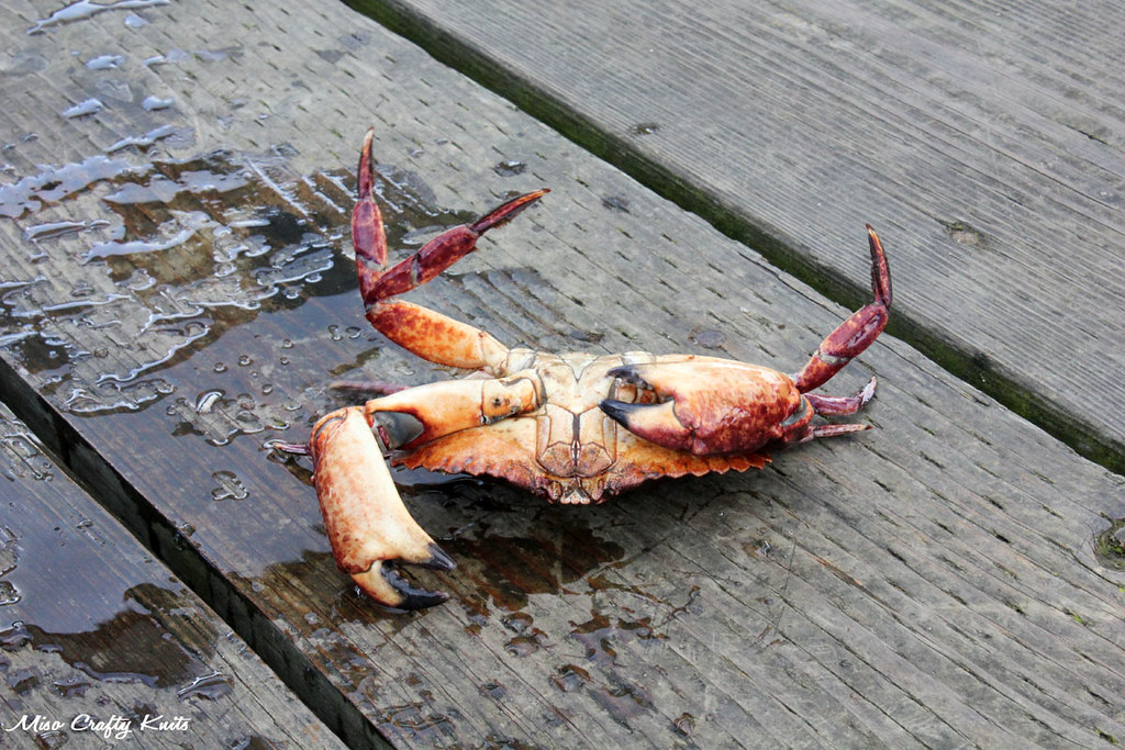 Upside Down Crab Red rock crab from off of the Sidney Pier… Flickr