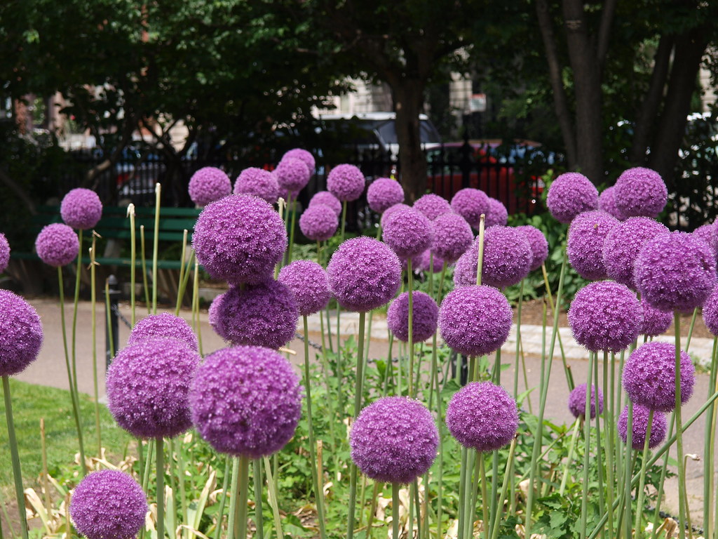 Flowers in Boston's Public Garden OLYMPUS DIGITAL CAMERA Flickr