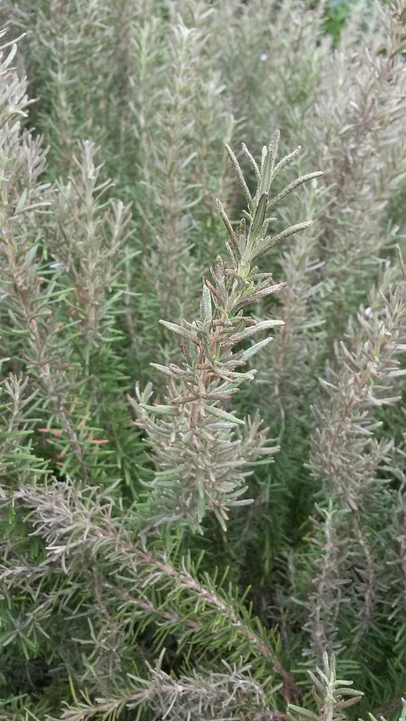 Rosemary (Rosmarinus officinalis) Powdery mildew a photo on Flickriver