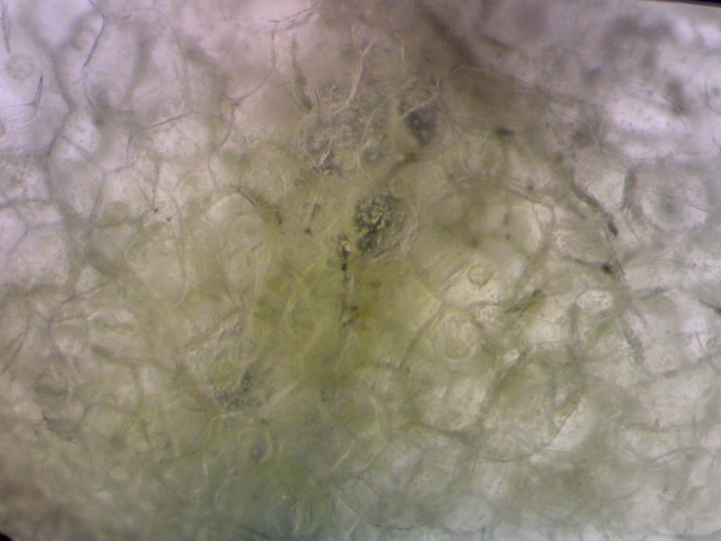 Bell pepper inside growth, 60x Bell pepper inside growth, … Flickr