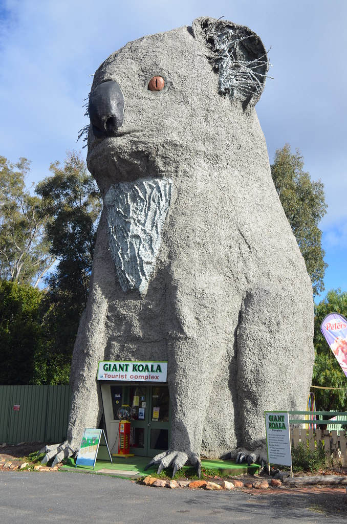 Day 1 Giant Koala Giant Koala at Dadswell's Bridge (Vic)… Flickr