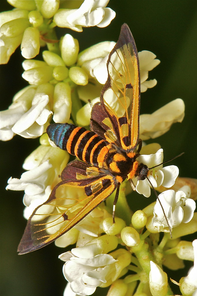 Clearwing Tiger Moth (Amata sp., Syntomini, Arctiinae, Er… Flickr