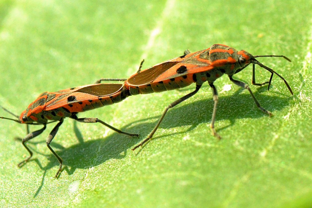 Large Milkweed Bug A mating pair of orange large milkweed … Flickr