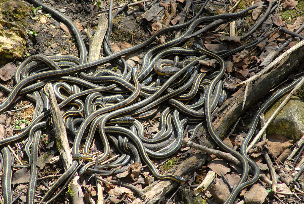 Garter snakes at the Narcisse Snake Pits in Manitoba May… Flickr