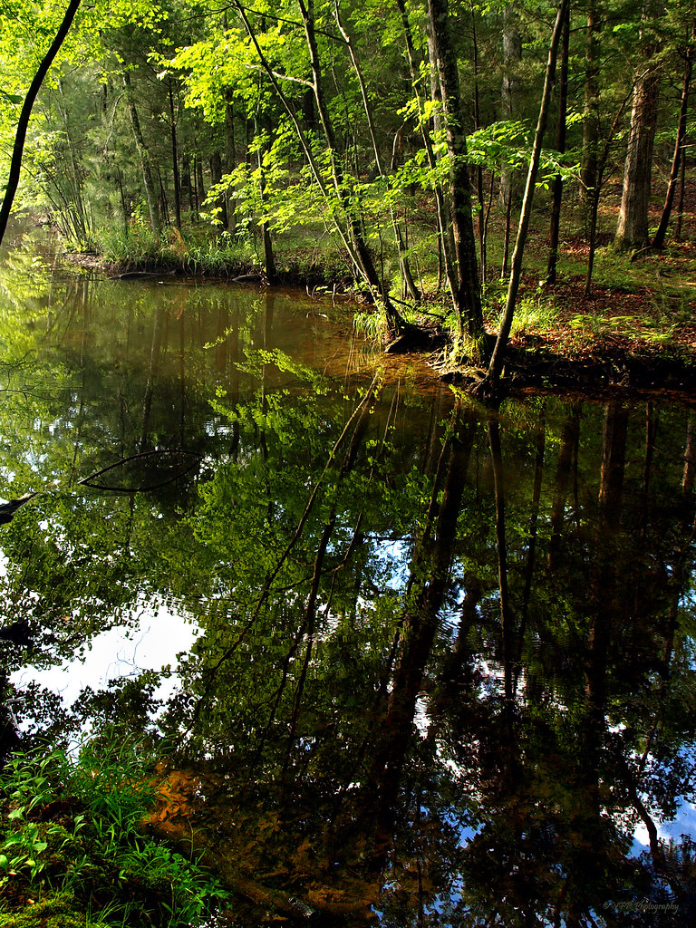 Elevation of Golden Pond, KY, USA Topographic Map Altitude Map