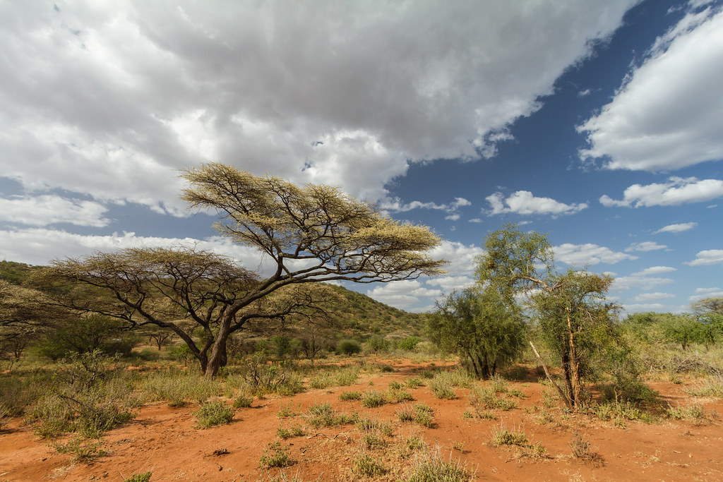 Red Savannah Red Savannah landscape, with typical acacia t… Flickr
