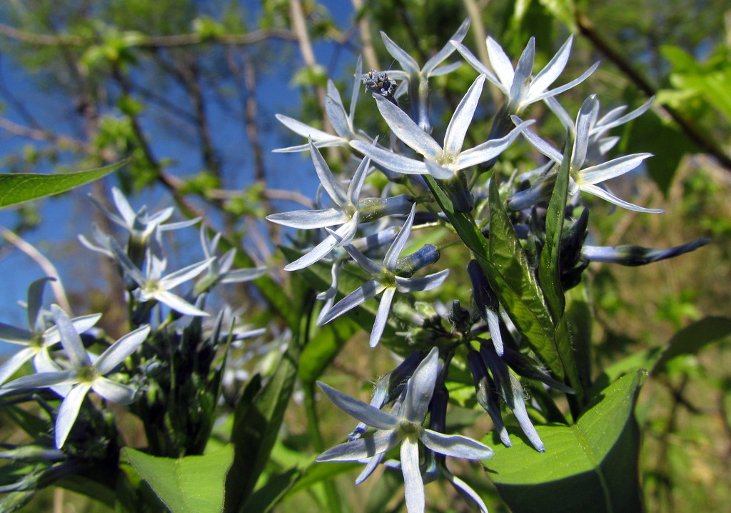 Eastern Bluestar Haw River Trail Saxapahaw NC 6497 Flickr