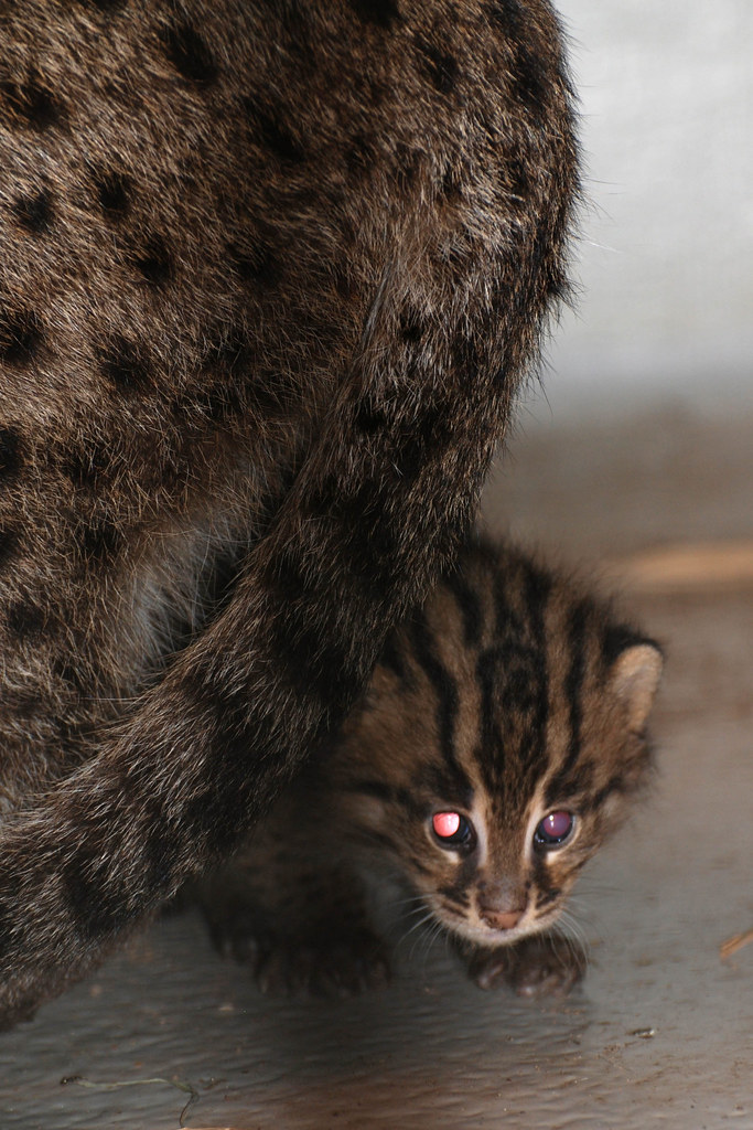 Fishing Cats Born at the National ZooFishing Cats Born at … Flickr