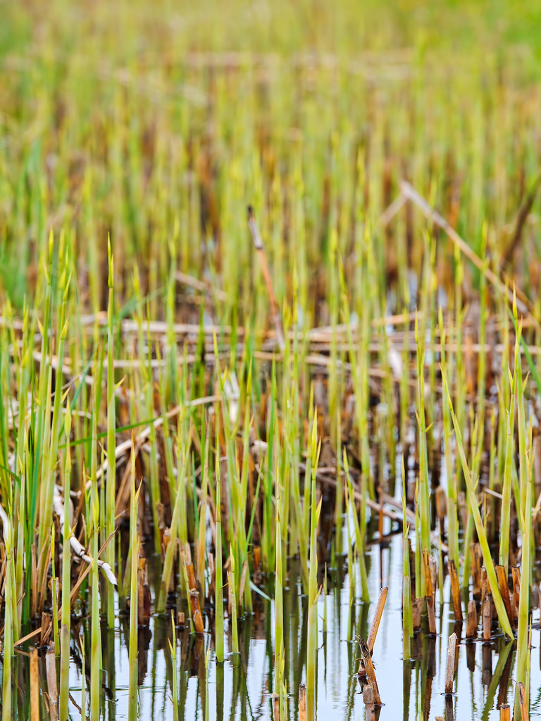 Young water plants Some plants growing in water. Taken at … Flickr