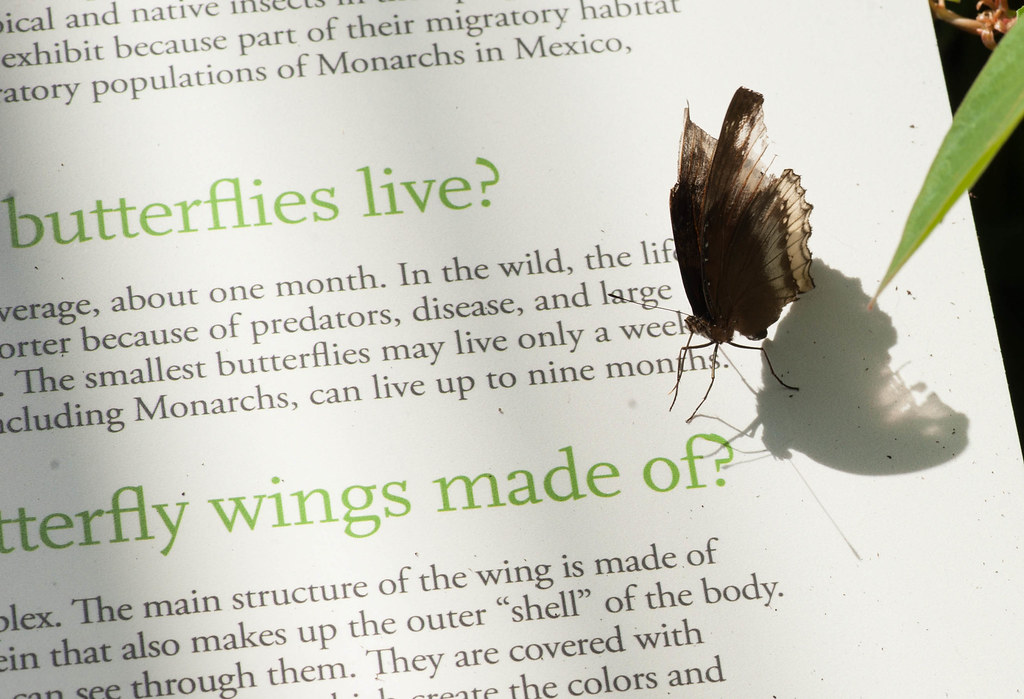 3D Butterfly Book Lewis Ginter Butterflies Live!! Lostinlimbo58
