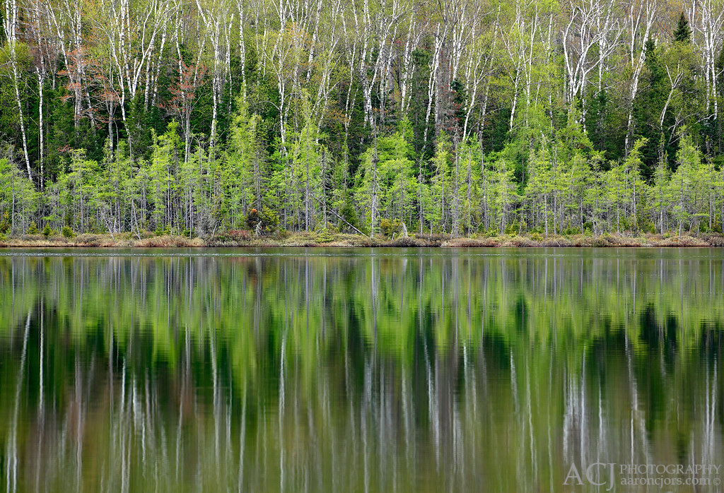 Symmetry of Spring Spruce Lake (Northern Highland Americ… Flickr