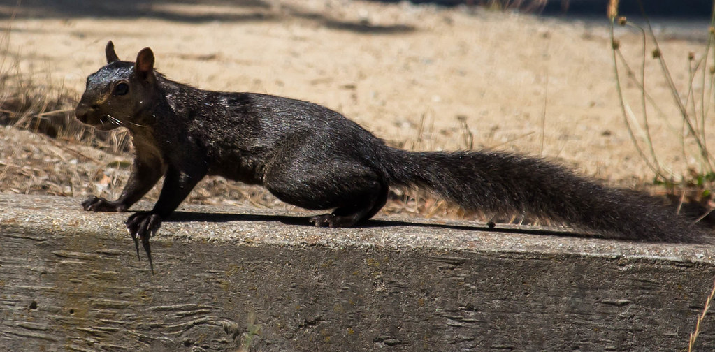 Black Squirrel Dunn Loring 2023 Events Black Squirrel Via Paraiso Park, Monterey, CA CaroleR. Flickr