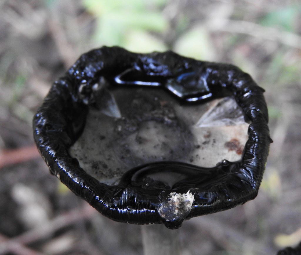 Ink Cap mushrooms Lackford Lakes, Suffolk Rob Mitchell Flickr