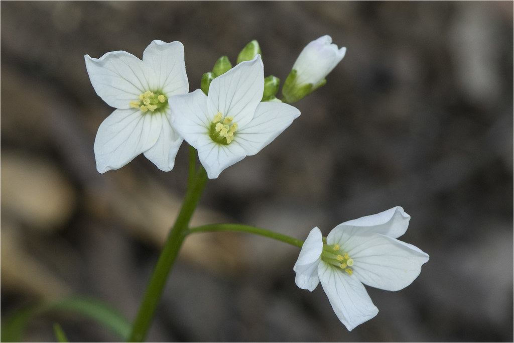Cardamine californica, Milk Maids An early wildflower, Pol… Flickr