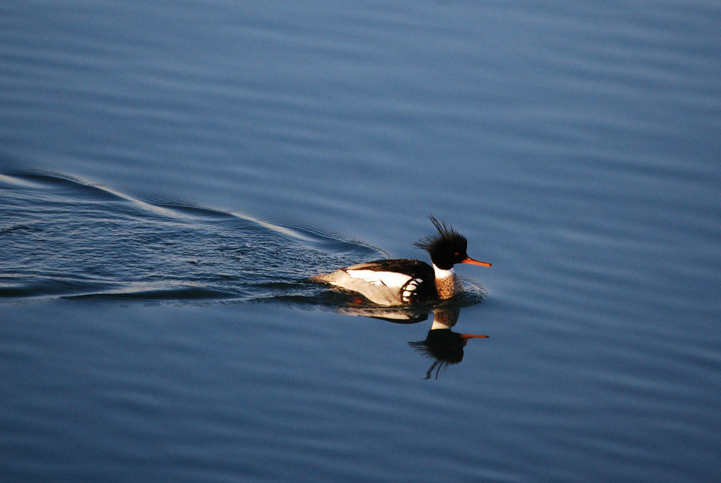 Insights Where to Find the Best Birding in Virginia
