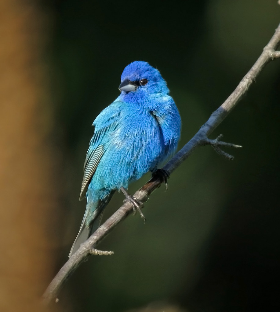 Indigo Bunting, Sterling Forest, NY IMG_7671.jpg JFP_ Birds Flickr