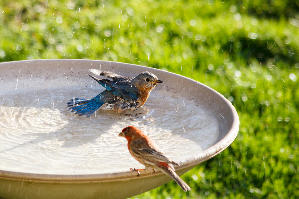 Blue Bird Shower...Could You Please Turn Around I have not… Flickr
