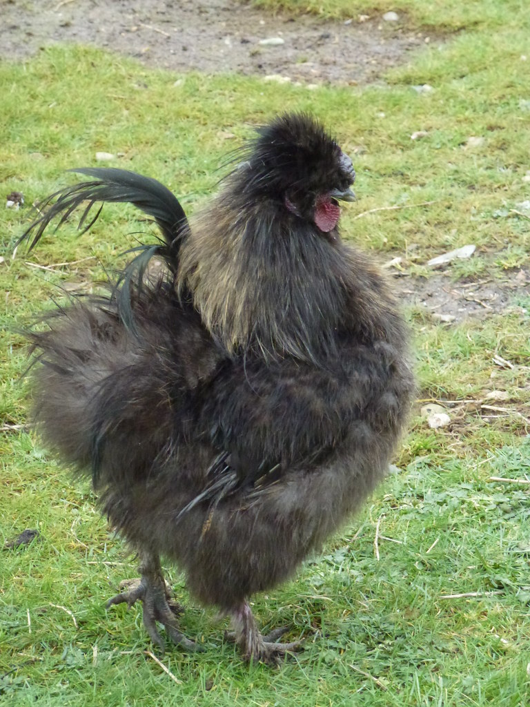 French Hen French Hen at a local garden centre Nathanyel Martin