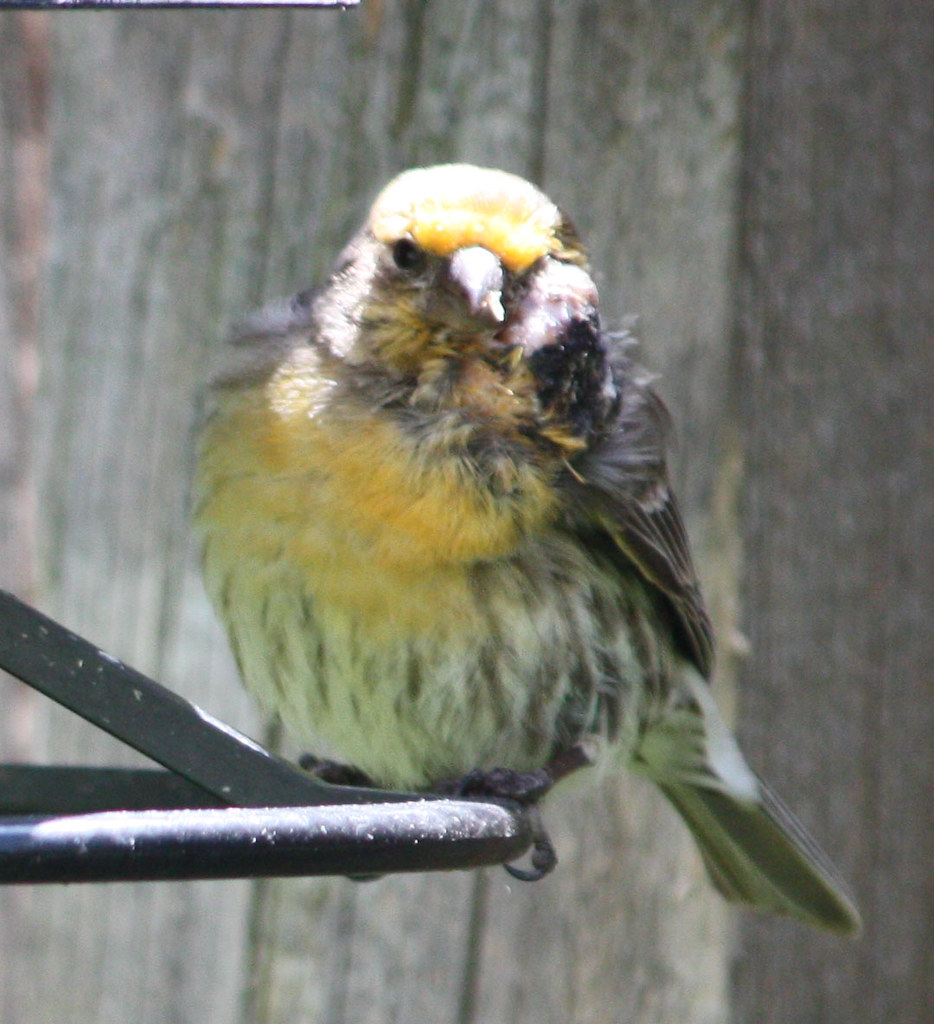 House finchyellow variant diseased Possibly avian pox o… Flickr