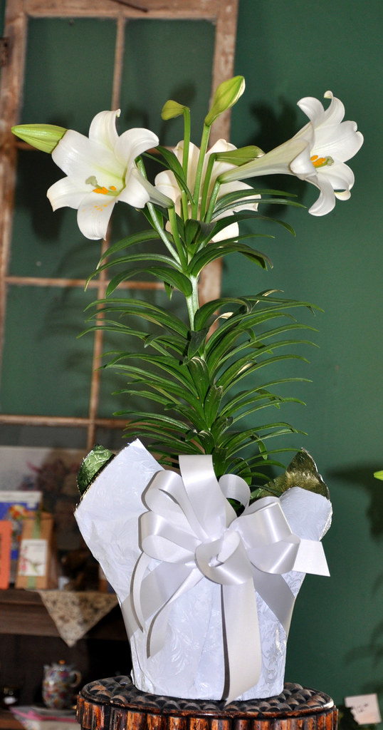 Easter Lily The Garden Patch Smiths Grove, KY Look for us … Flickr