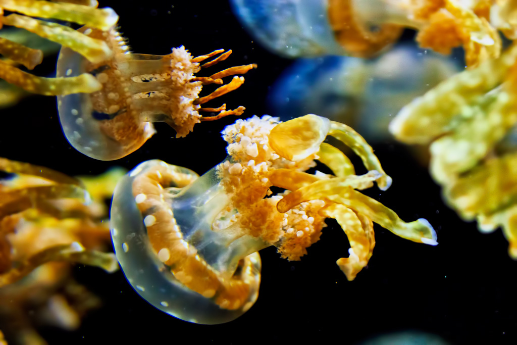 Jellies Monterey Popular Photography Photo of the Day Thanks for