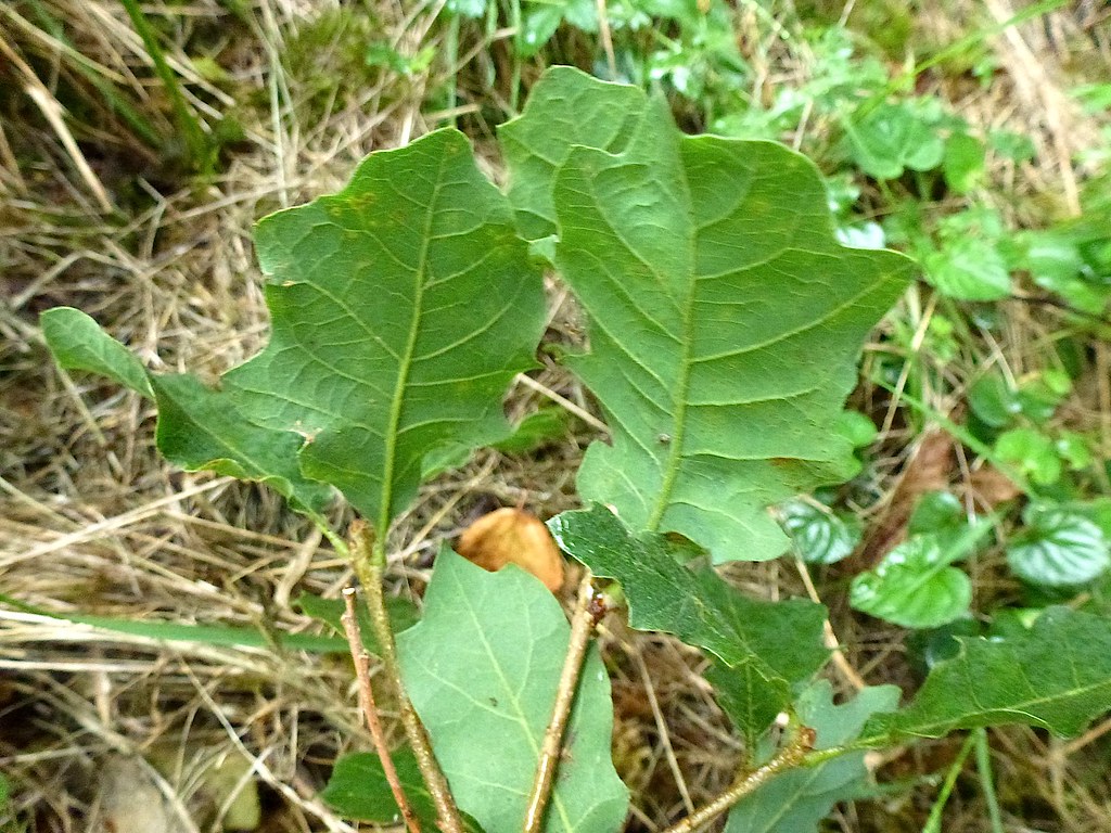 Quercus prinoides Wild. 1801 (FAGACEAE) Arbustos o arbolit… Flickr