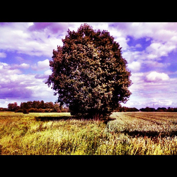 German 'Purple Haze' Alexandra Pucherelli Flickr