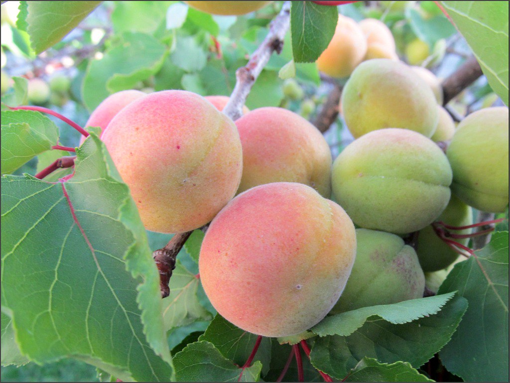 Blenheim apricots, a closer look The Blenheims are ripenin… Flickr