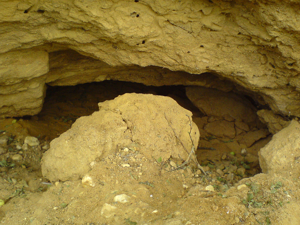 bee cave a typical nesting site of agilissima. The bees fl… Flickr