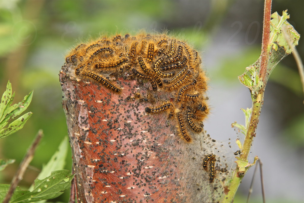 Mothra gives birth I now know they are tent caterpillars t… Flickr