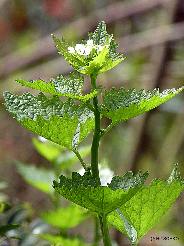 Knoblauchhederich (Alliaria petiolata) Lauchhederich Flickr
