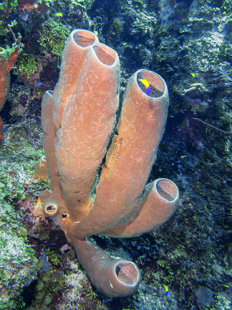 tube sponges_2794_edited1 scubamlou Flickr