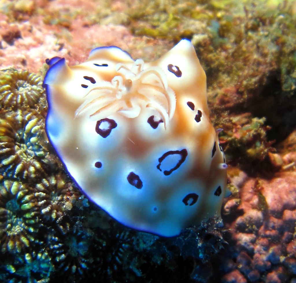 Chromodoris leoparda, Scuba Diving with Ducks Diving & the… Flickr