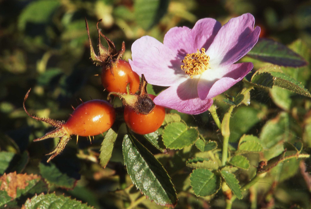 Wild rose flowers & hips The image shows an open flower of… Flickr
